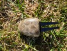 PETOSKEY STONE DIVOT TOOL - Image 4