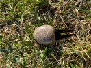 PETOSKEY STONE DIVOT TOOL - Image 3